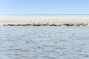 Seehundebank auf der ostfriesischen Insel Langeoog.