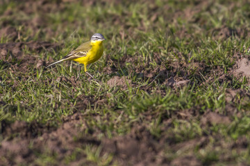 Schafstelze (Motacilla flava)