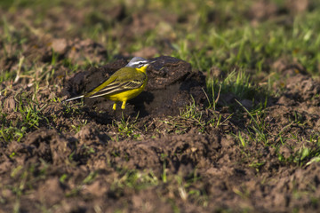 Schafstelze (Motacilla flava)