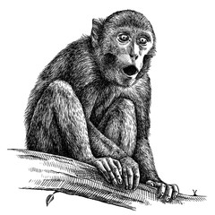 black and white engrave isolated monkey illustration © Turaev