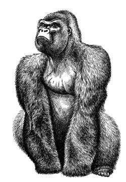 black and white engrave isolated monkey illustration