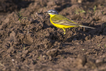 Schafstelze (Motacilla flava)