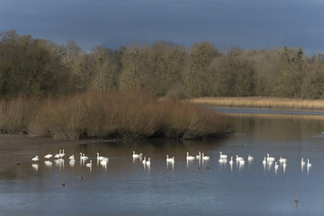 Sauerdelta im Elsass, Singschwäne im Winterquartier.