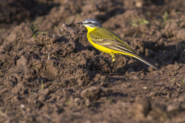 Schafstelze (Motacilla flava)