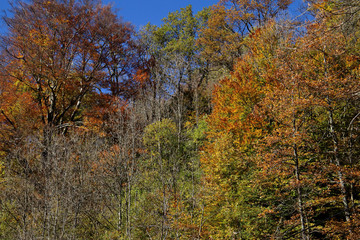 Fototapeta premium autumn in Ticino