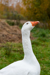 White big goose in the yard in the village