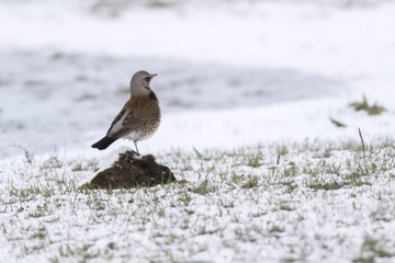 Wacholderdrossel (Turdus pilaris)