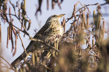 Wacholderdrossel (Turdus pilaris)