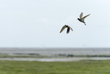 Rotschenkel (Tringa totanus), Paar im Flug an der Nordsee.