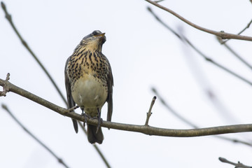 Wacholderdrossel (Turdus pilaris)