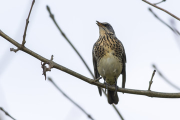 Wacholderdrossel (Turdus pilaris)