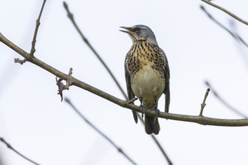 Wacholderdrossel (Turdus pilaris)