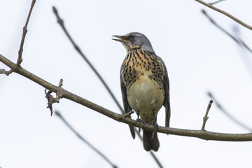 Wacholderdrossel (Turdus pilaris)