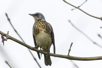 Wacholderdrossel (Turdus pilaris)