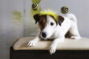 Jack Russell in the rim in the form of bees