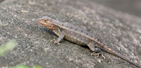 Fototapeta premium The yellow-spotted spiny lizard