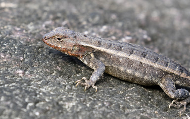 The yellow-spotted spiny lizard close up