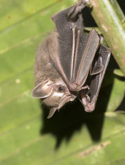 Tent-making bat  hanging under palm leaf
