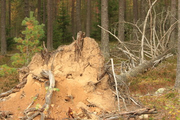 fallen tree in the forest
