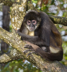 Geoffroy's spider monkey portrait