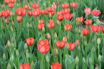 Red tulips