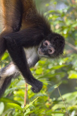 Geoffroy's spider monkey close up