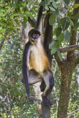 Spider monkey  at jungles
