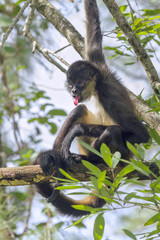 Geoffroy's spider monkey facing