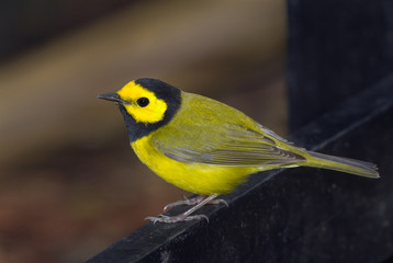 Hooded warbler close up