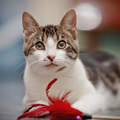 Fototapeta premium Portrait of the striped cat with a toy.