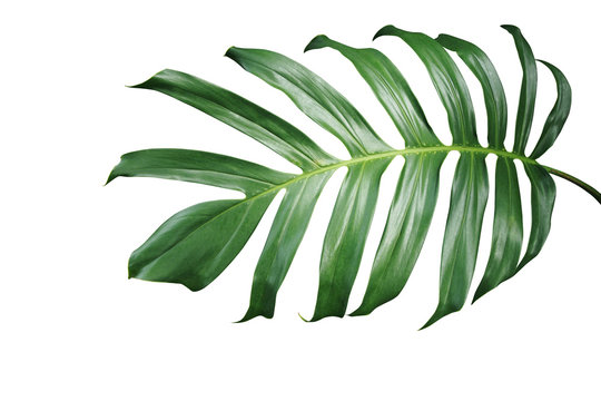 Tropical green leaf of split-leaf philodendron monstera plant isolated on white background, clipping path included.