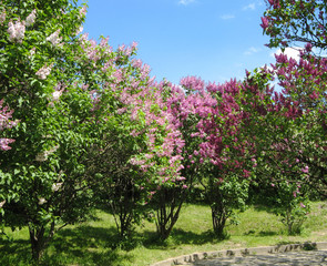 Corner of the park in spring. Flowering trees. sunny