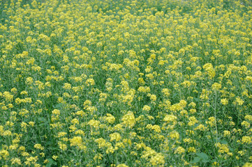 Field with flowering rape in the Russian province