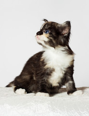 tri-color kitten looks