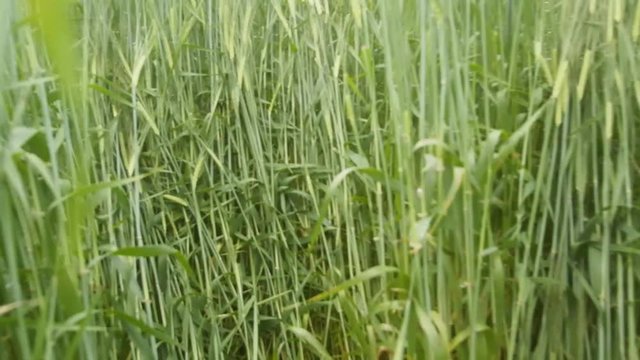 Camera moves across field of barley
