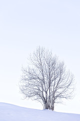 Fototapeta na wymiar Snowy landscape background with trees