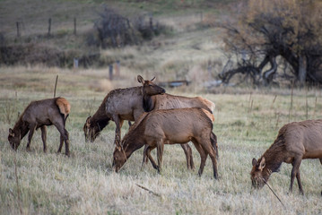 Fototapeta na wymiar Elk Cows