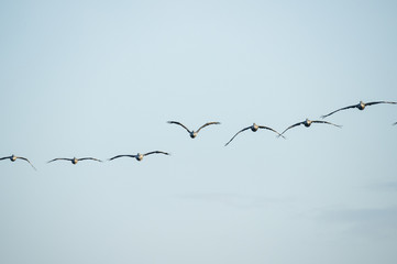 Flock of Pelicans in flight