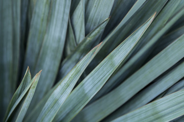 An ornamental shrub that grows in the garden. Green leaves extends in all directions. Long leaves resemble spears. The edges of the leaves are yellow and sharp. The tops are dangerous and graceful.