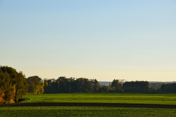 Fototapeta na wymiar A field in autumn. A green meadow in fall.