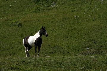 Pferd in den Alpen