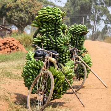 A lot of matoke banana bunches, traditional East African Food, stacked on a bike along a dirt road. Fort Portal, Lake Nkuruba, Uganda, East Africa
