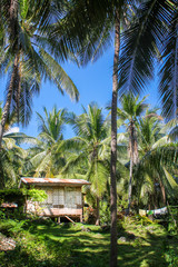 A traditional picturesque shed in the Philippine palm tree forest