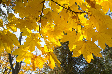 Autumn maple tree branch, copy space
