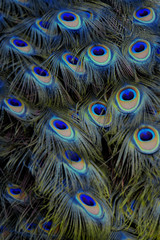 Obraz premium Abstract background of blue peacock feathers