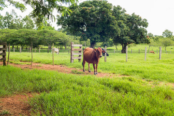 Fototapeta na wymiar fazenda boi gado vaca