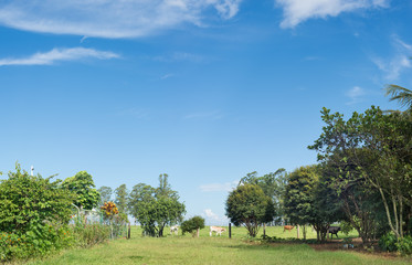 céu azul no campo