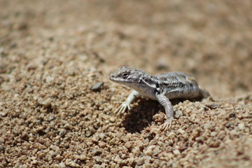 lagartija del desierto de ataca 