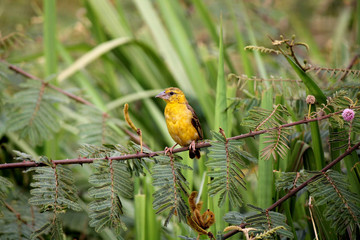 Yellow Weaver Bird sitting on a Branch, Uganda, East Africa