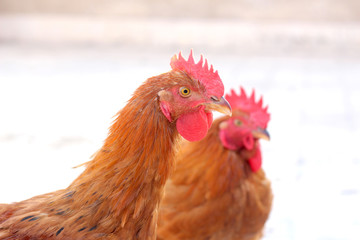 Chicken Head Closeup